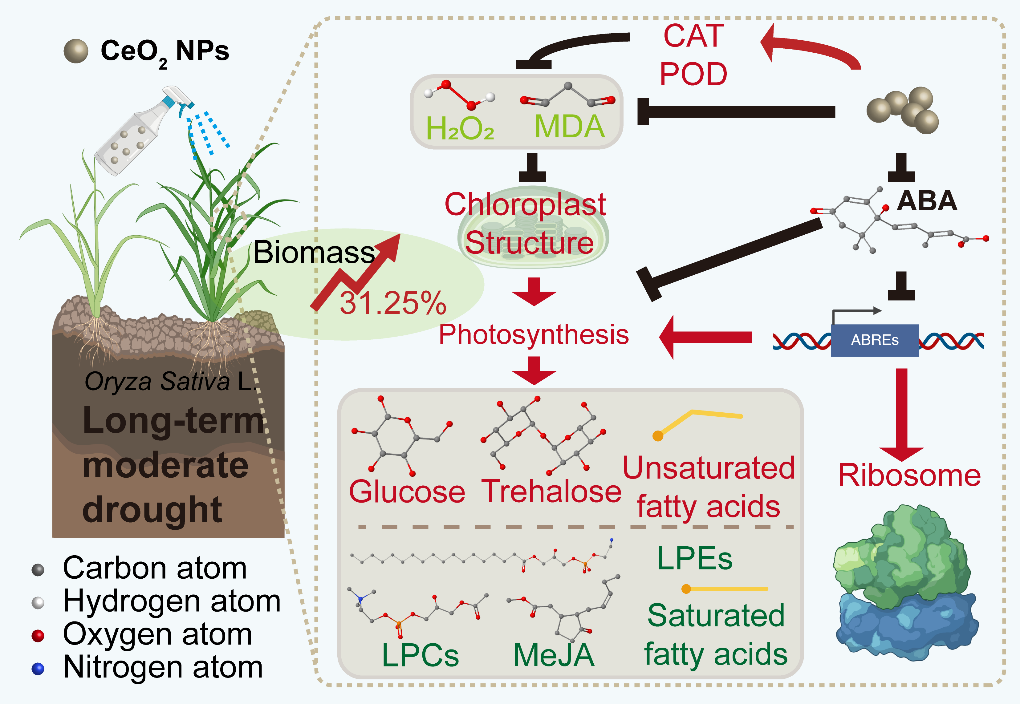 足球角球即时比分